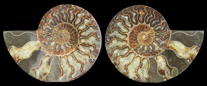 Cut & Polished Ammonite Fossil - Agatized #69014